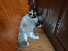 -楼上猫咖(罗湖店)