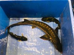 -荣德灶台鱼(圣泉寺店)