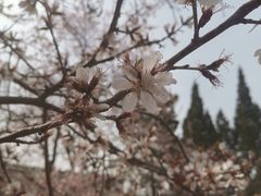 -桃花堤公园