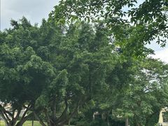 -广西壮族自治区药用植物园