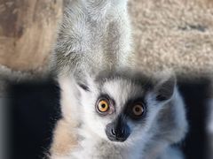 -海合安武汉极地海洋公园