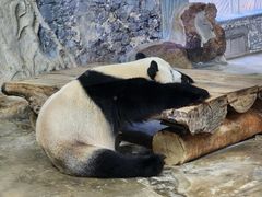 -海南热带野生动植物园