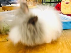 长毛兔兔-藦茜花园宠物主题亲子互动体验馆(国顺东路店)