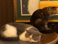 -more than meow吴止猫主题餐厅(承德 中船汇店)