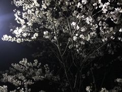 -武汉大学-樱园