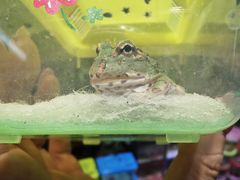 -双季花艺园艺市场(浦东店)