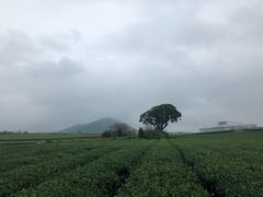 -雪绿茶博物馆