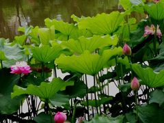 -陈家山荷花公园