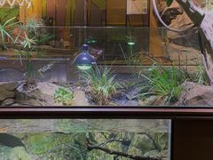 -帕帕拉兹宠物(亚洲旗舰店)