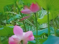 -莲湖公园