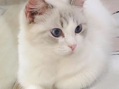 -momokira米努特·德文卷毛猫·棉花面纱犬