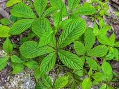 -素山寺森林公园