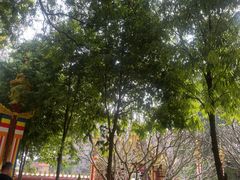 -西双版纳总佛寺