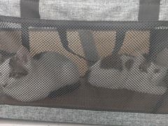 -贝利宠物医院·骨科·眼科·肿瘤转诊中心(南坪诊疗中心)