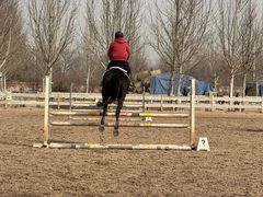 -北京群众马术培训基地