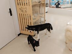 -共舞时光猫咖·狗咖(新街口店)
