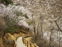-北京十三陵国家森林公园蟒山景区