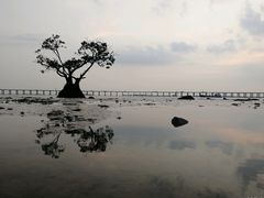 -宝安西湾红树林湿地公园