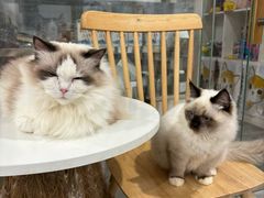 -楼上猫咖(罗湖店)