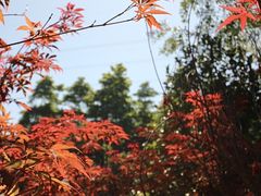-广州市帽峰山景区
