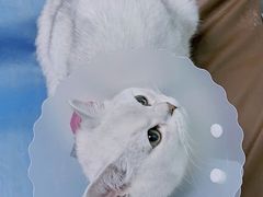 -达爱动物医院·犬猫分区·CT·复杂眼科(远洋山水分院)