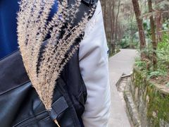 -铁山坪森林公园