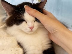 -共舞时光猫咖·狗咖(新街口店)
