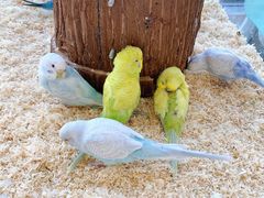 -怪兽屋·羊驼·猫咖·狗咖(俊华广场店)