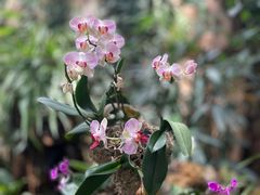 -中国科学院华南植物园