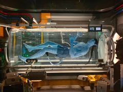 -奥兰多迪士尼动物王国乐园