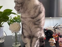 -纳吉亚猫专科动物诊疗中心(蒋宅口分院)