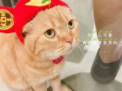 -猫儿山۰猫主题餐厅