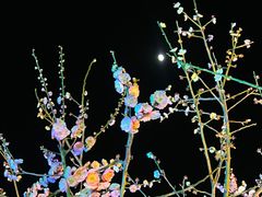 -香雪海