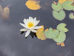 -天下玉苑
