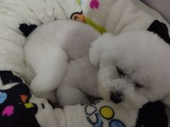 -佳雯宠物医院·皮肤科·内外科(春晓路分院)