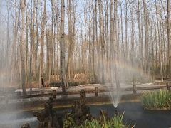 -合肥滨湖国家森林公园