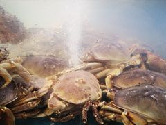 -潮粤香海鲜酒楼(沙湖店)
