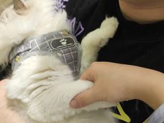 -momokira米努特·德文卷毛猫·棉花面纱犬