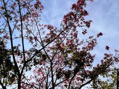 -映月湖公园
