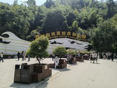 -西双版纳原始森林公园