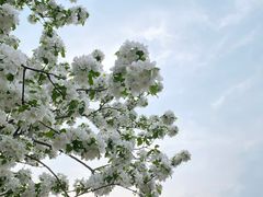 -海棠花溪(元大都城垣遗址公园)