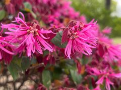 -上海滨江森林公园