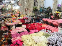 -曲阳花鸟市场(曲阳路店)