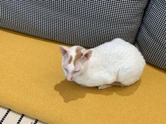 -米宠家·撸猫猫咖小萌宠·猫咪洗澡·猫咪寄养(高新大都荟店)