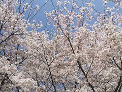 -径山花海