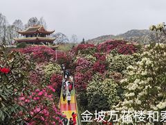 -贵州百里杜鹃风景名胜区