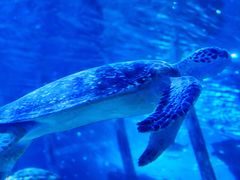 -太平洋海底世界