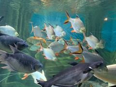 -上海海洋水族馆