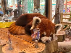 -北京野生动物园