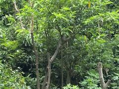 -西双版纳原始森林公园